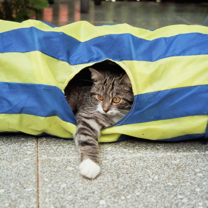 Katzen-Urlaub-imm018_18-301